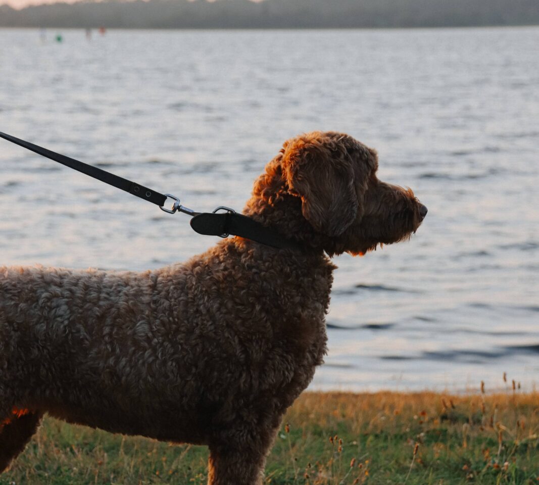 Veerse Wende Hond
