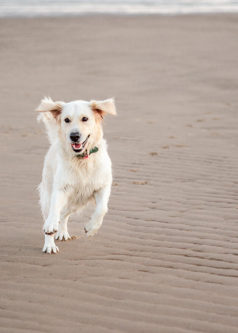 Hond strand vakantie in Zeeland