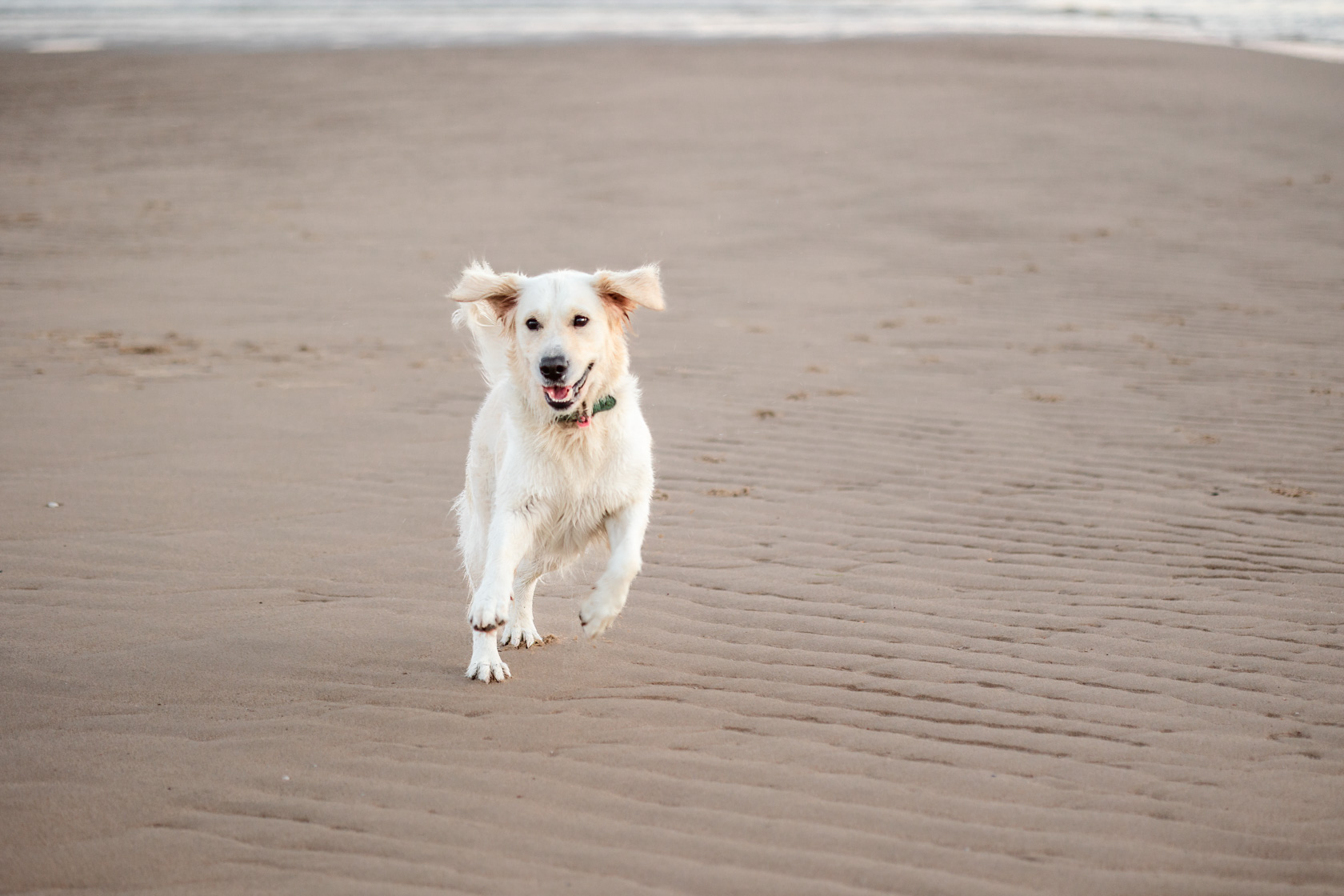 Hond strand vakantie in Zeeland